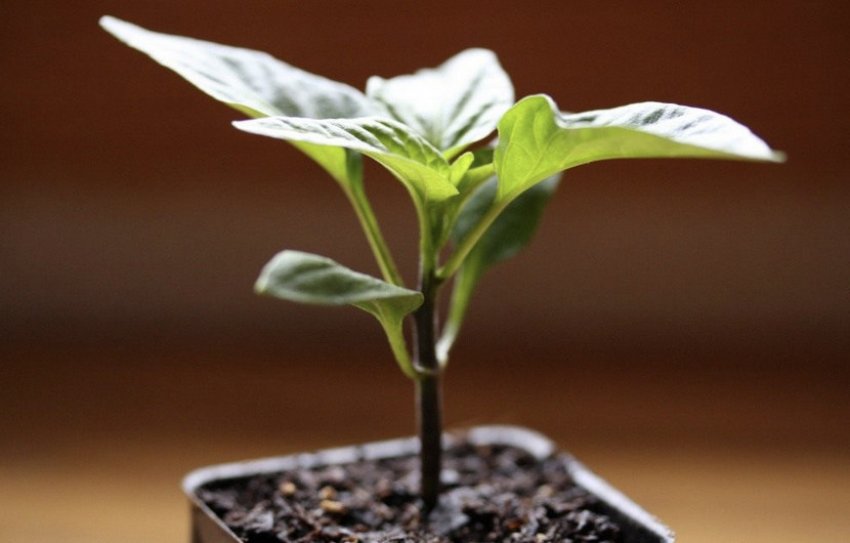 Розсада перцю