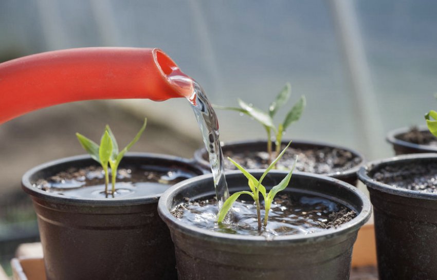 Полив перцю