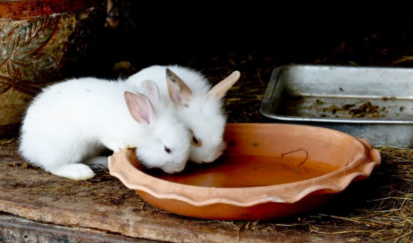 Для чего применяется байкокс для кроликов?
