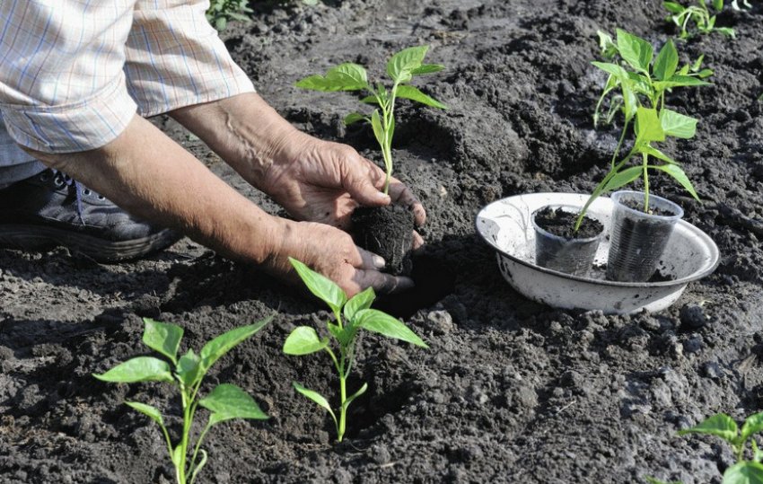 Висадка розсади перцю