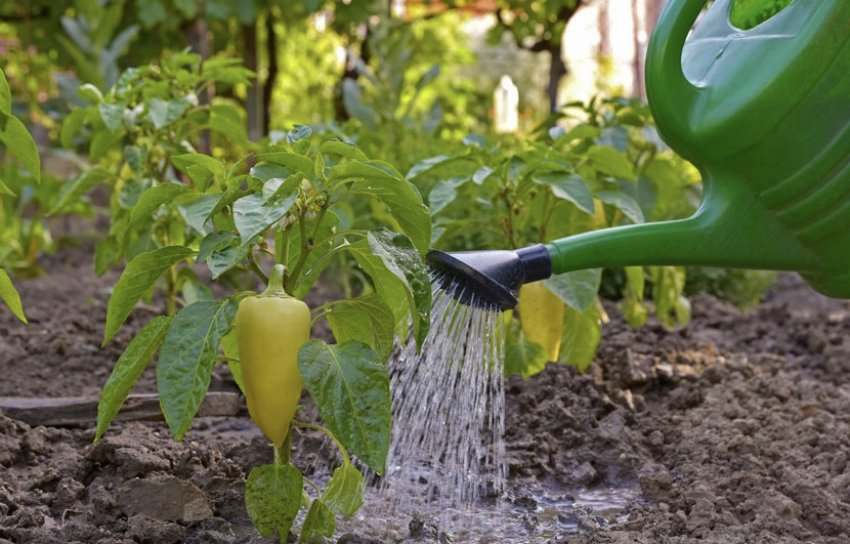 Полив перцю