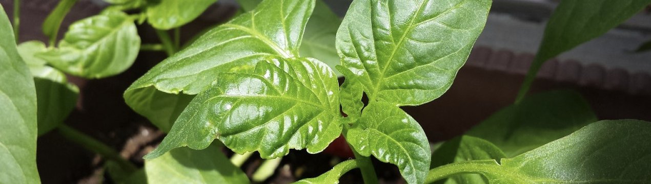 Солодкий перець Айвенго: опис, посадка і догляд