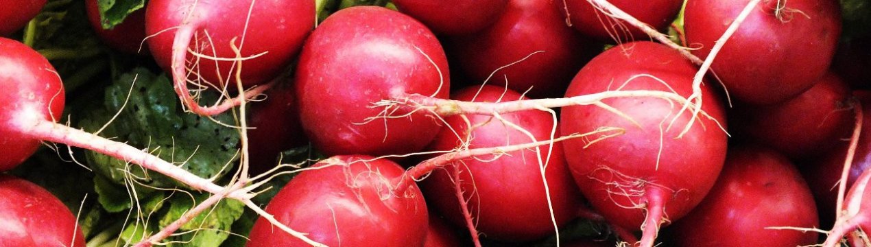 Шкідники і хвороби редиски: ознаки, методи боротьби з ними