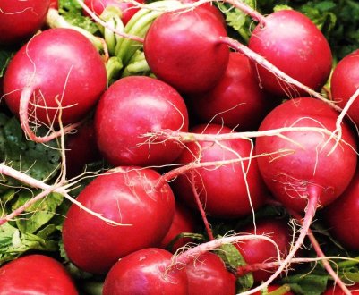 Шкідники і хвороби редиски: ознаки, методи боротьби з ними