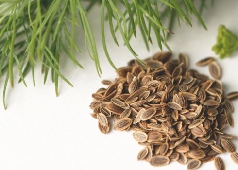 Лікування нирок за допомогою кропу