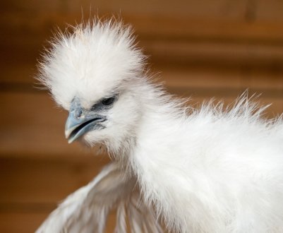 Китайські шовкові кури: опис породи, особливості змісту і годівлі