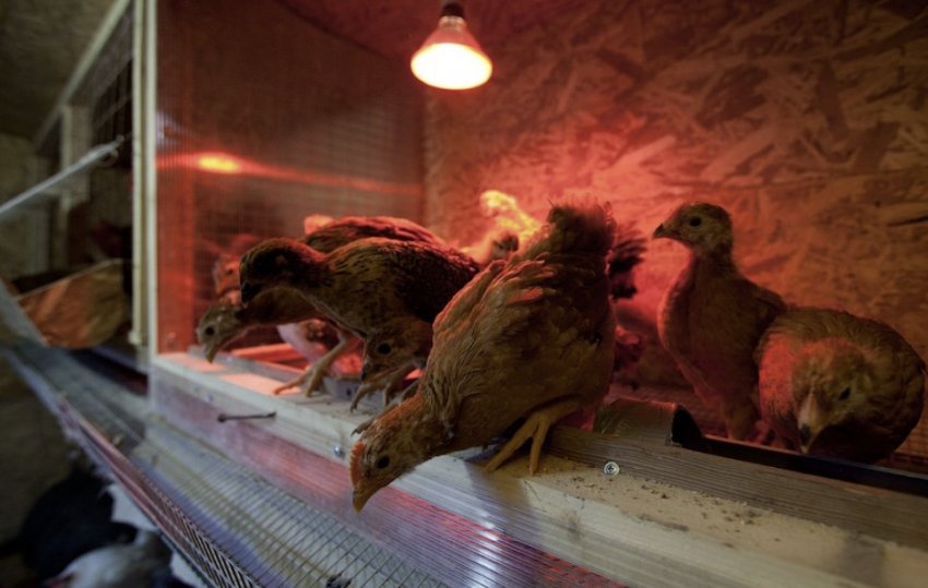 Інфрачервоні лампи