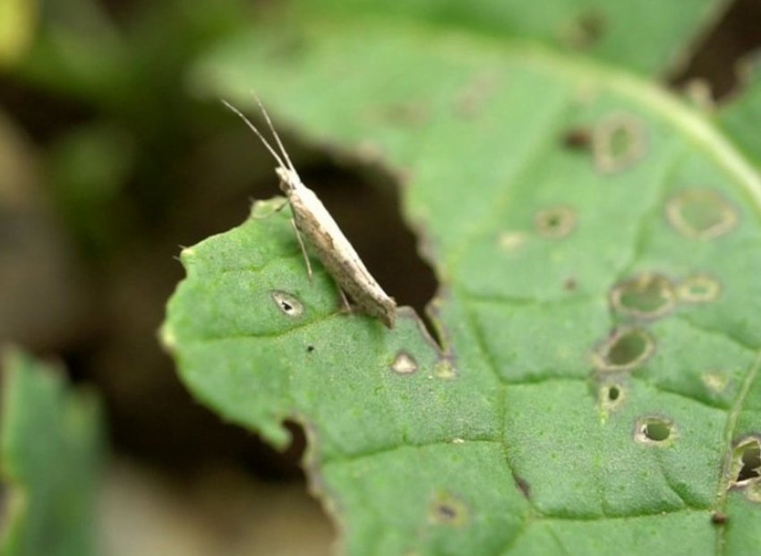 Капустяна міль