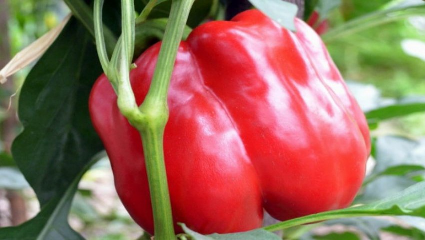 Перець Латино Перець Латино