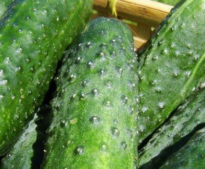 Як правильно прищипувати огірки