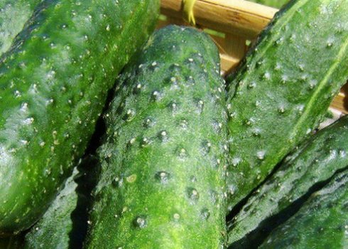 Як правильно прищипувати огірки