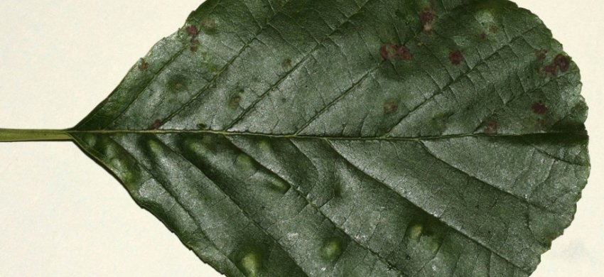 Мозаїка редиски