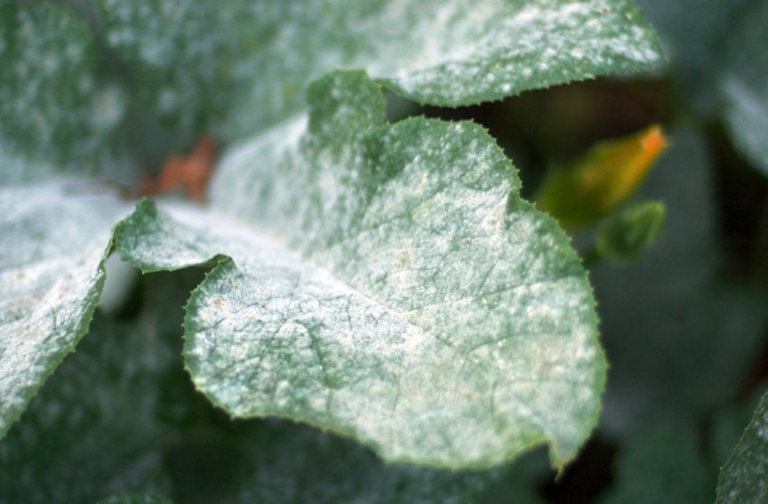 Борошниста роса