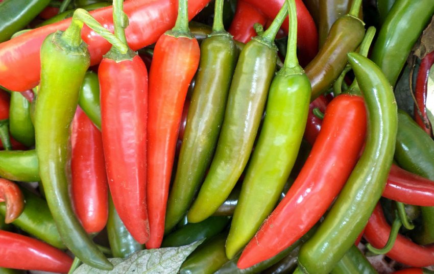 Как растет острый перец. Смотреть фото Как растет острый перец. Смотреть картинку Как растет острый перец. Картинка про Как растет острый перец. Фото Как растет острый перец