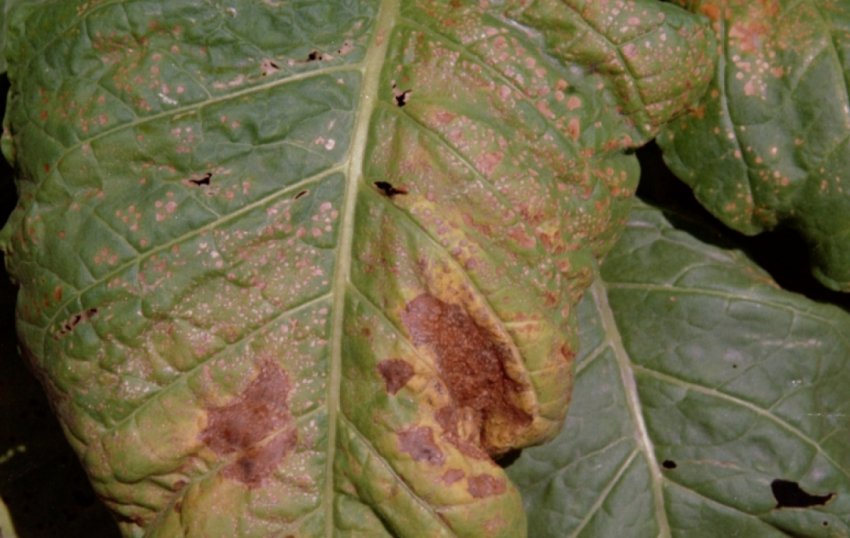 Судинний бактеріоз