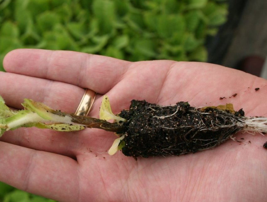 Чорна ніжка