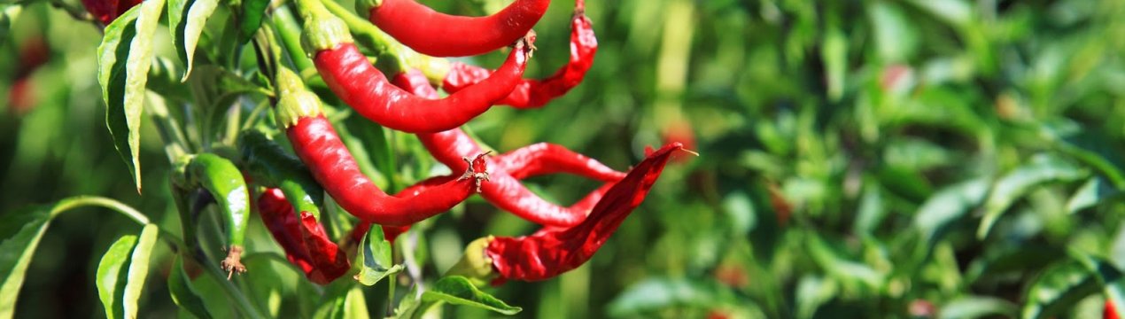Как растет острый перец. Смотреть фото Как растет острый перец. Смотреть картинку Как растет острый перец. Картинка про Как растет острый перец. Фото Как растет острый перец