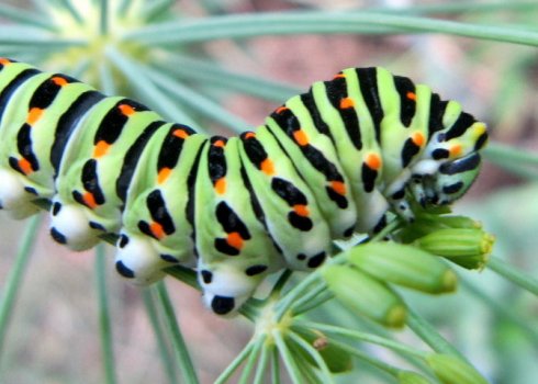 Як боротися з гусеницями на кропі