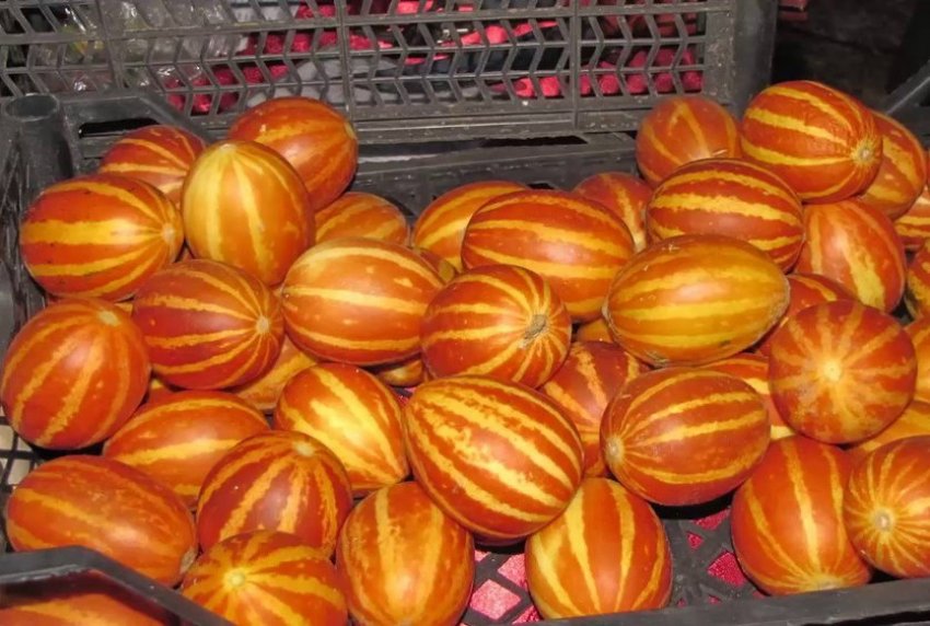 Збір урожаю