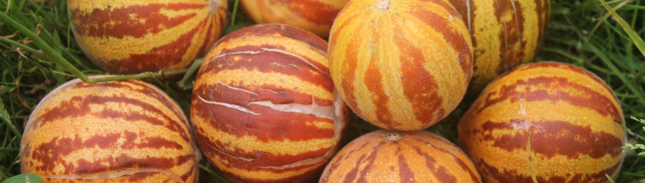 Диня В'єтнамська: характеристика, агротехніка вирощування