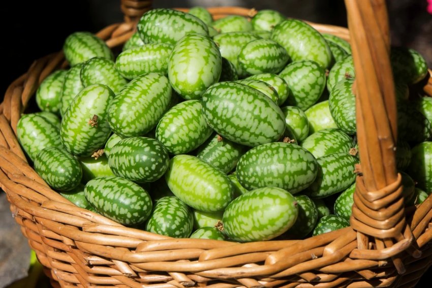 Вибір місця на ділянці