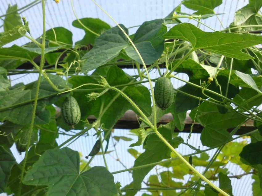 Формування кущів