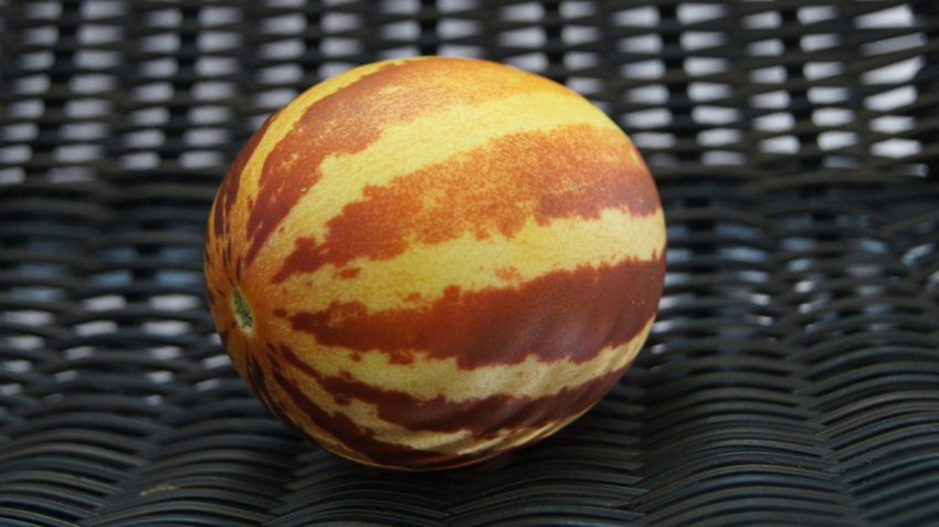 Вирощування в'єтнамської дині