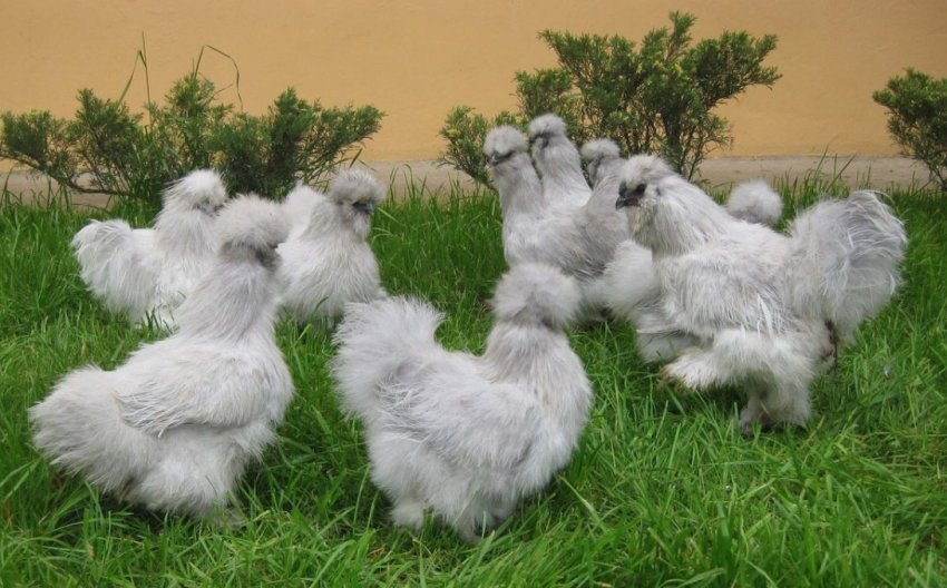 Китайські шовкові кури