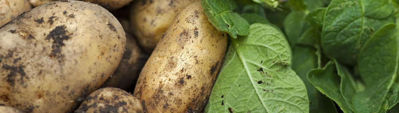 Как бороться с болезнями картофеля