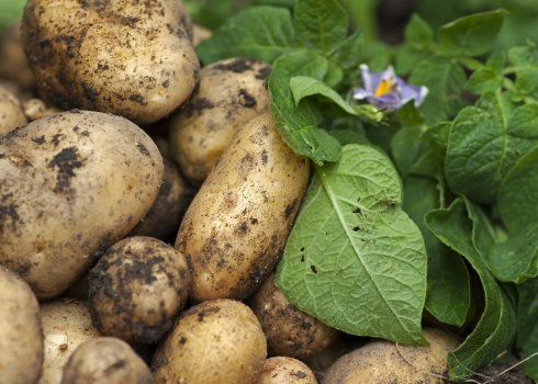 Як боротися з хворобами картоплі