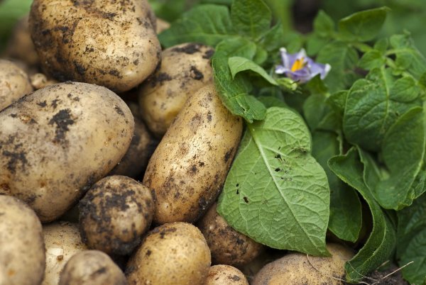 Черная ножка на картофеле: как бороться, меры лечения