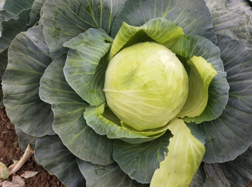 Капуста сорту Агресор Капуста сорту Агресор