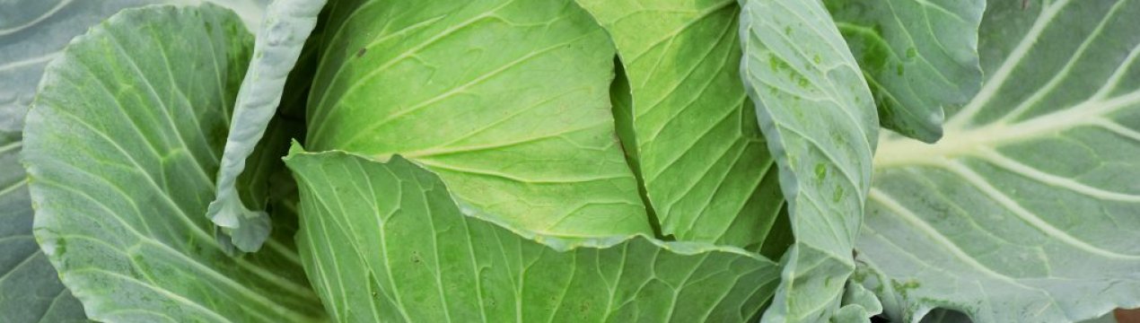 Опис і характеристика капусти сорту Атрія