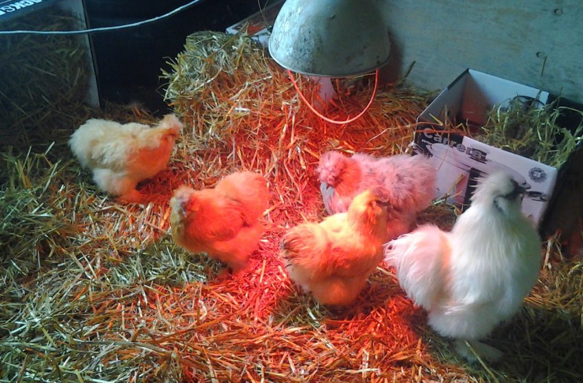 Китайські шовкові кури