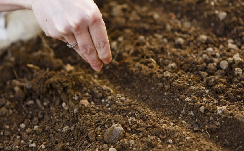 Безрассадный спосіб Безрассадный спосіб