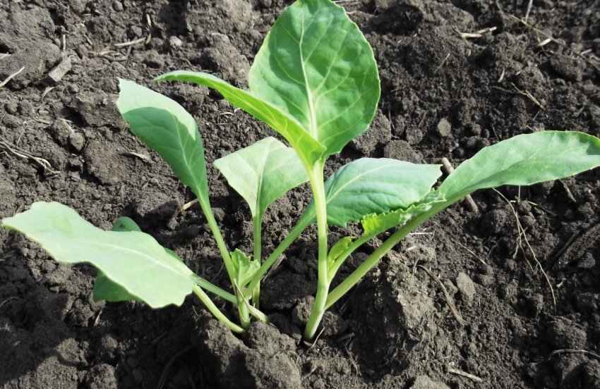 Безрассадный спосіб Безрассадный спосіб