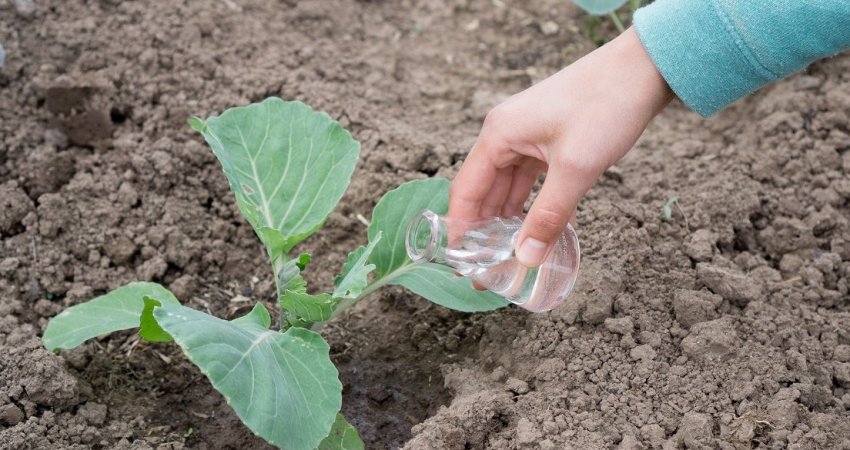 Підживлення Підживлення