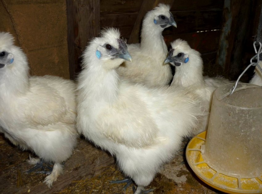 Китайські шовкові кури