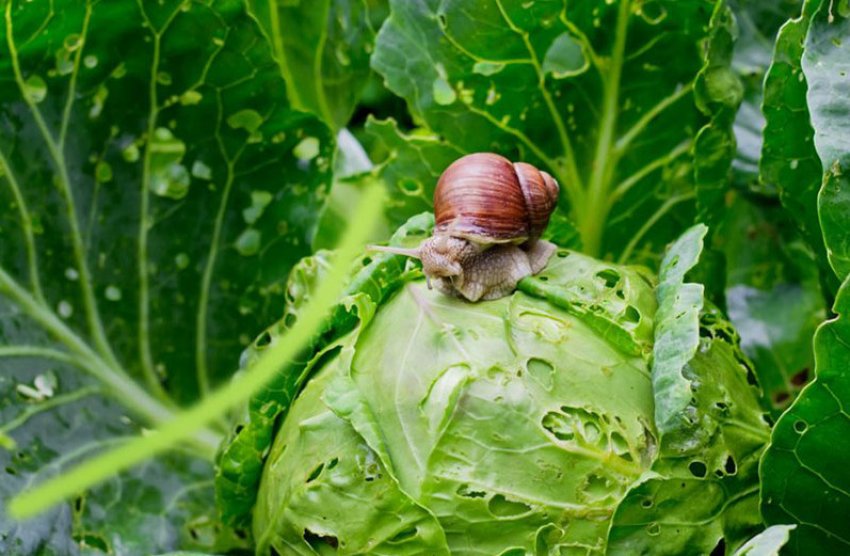 Равлики Равлики