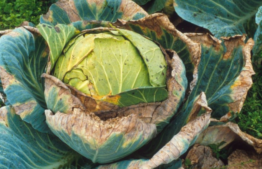 Судинний бактеріоз Судинний бактеріоз