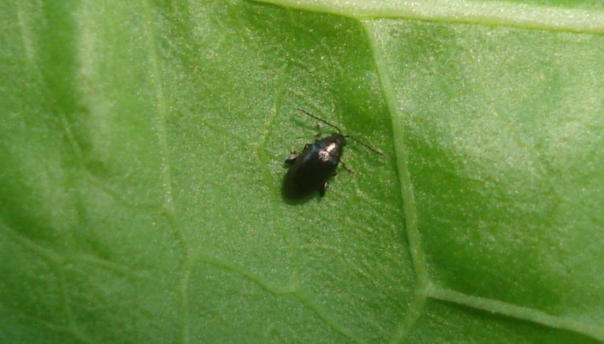 Капустяна блішки Капустяна блішки