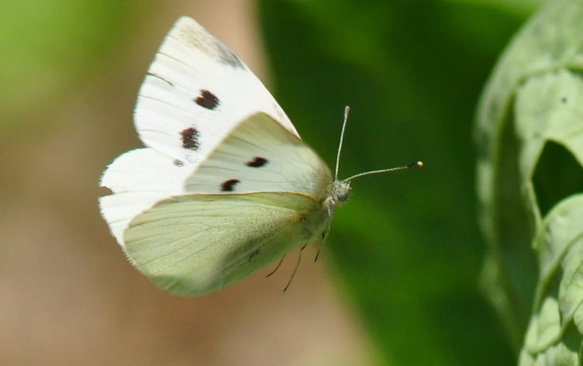 Капустяна білянка Капустяна білянка