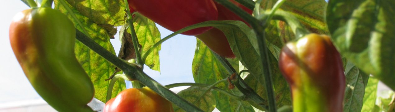 Особливості вирощування перцю на підвіконні