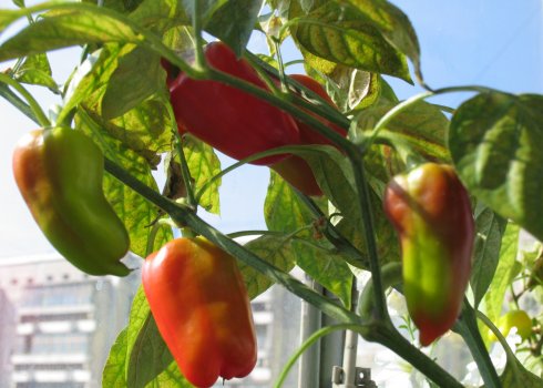 Особливості вирощування перцю на підвіконні