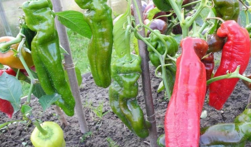 Перець Раміро