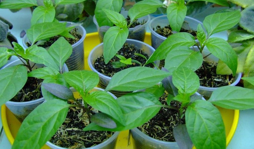 Перець Раміро