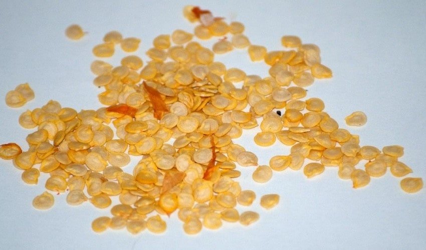 Насіння перцю