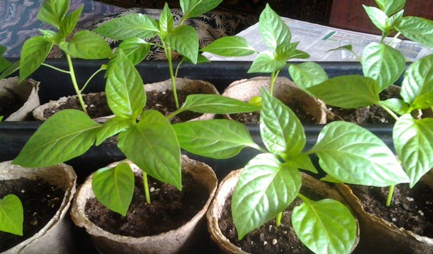 Розсада перцю