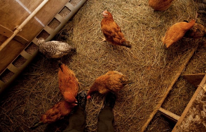 Глибока підстилка