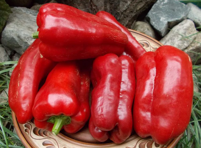Можно ли выращивать болгарский перец на подоконнике?